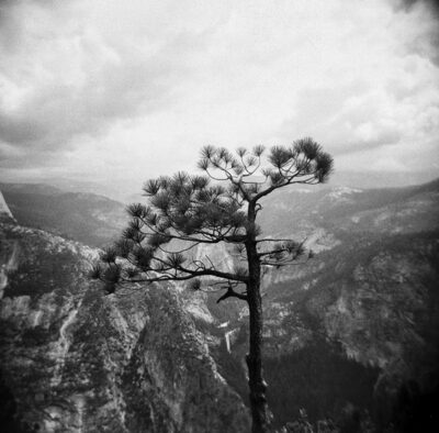 Tree overlooking a view of mountains