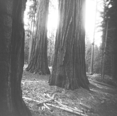 big trees in the mariposa grove