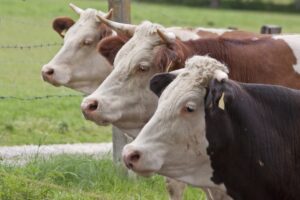 Three cows lined up