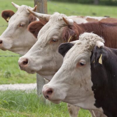 Three cows lined up